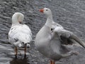 Preening Geese Royalty Free Stock Photo