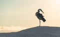 Preening Great Blue Heron, Galapagos Royalty Free Stock Photo