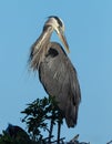 Preening great blue heron poses near sunset Royalty Free Stock Photo