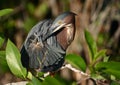 Preening green heron Royalty Free Stock Photo