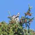 Preening Heron Royalty Free Stock Photo