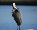 Preening Heron Royalty Free Stock Photo