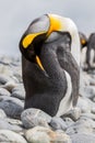 Preening king penguin on Andrews Bay, South Georgia Royalty Free Stock Photo