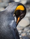 Preening king penguin in South Georgia Royalty Free Stock Photo