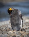 Preening king penguin in Spring shedding winter coat Royalty Free Stock Photo