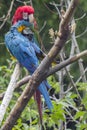 Preening Macaws Royalty Free Stock Photo