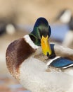 Preening Mallard