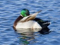 Preening Mallard