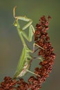 Preening Mantis Royalty Free Stock Photo