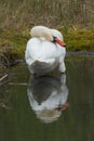 Preening Mute swan Royalty Free Stock Photo