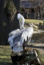 Preening pelican Royalty Free Stock Photo