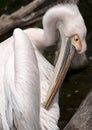 Preening pelican close-up Royalty Free Stock Photo