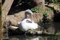 Preening pelican Royalty Free Stock Photo