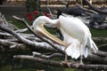 Preening Pelican Royalty Free Stock Photo