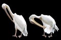 Preening Pelicans Isolated on Black Royalty Free Stock Photo