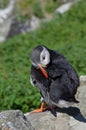 Preening Puffin. Royalty Free Stock Photo