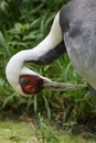 Preening White Naped Crane Up Close and Personal Royalty Free Stock Photo