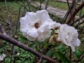 Preety white rose beautiful colour gree leaf