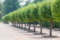 Prefect line of round green trees gardening. - Hot summer day