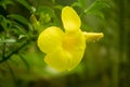 Close Impatiens prefer humus-rich flower