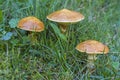 Suillus grevillei in green grass Royalty Free Stock Photo