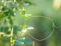 Prefoliation vernation Soft shoots of trees on blur nature background Royalty Free Stock Photo