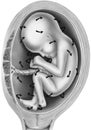 Pregnancy - Amniotic Fluid and Nutrient Flow Around Unborn Child