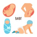 Pregnancy and baby vector illustration. Fetus unborn, newborn child