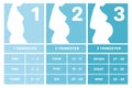 Pregnancy calendar by weeks, months, trimesters. Pregnancy infographics for woman, antenatal clinic, information brochure.