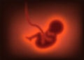 Pregnancy concept. Blurred Child in the womb, embryo. Vector illustration