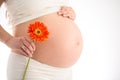 Pregnancy concept. Pregnant woman holding gerbera flower. Royalty Free Stock Photo