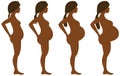 Pregnancy Development in Four Stages