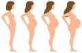 Pregnancy Development in Four Stages