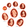 Pregnancy fetal foetus development . Embryonic month stage growth month by month cycle from 1 to 9 month to birth