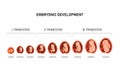 Pregnancy fetal foetus development . Embryonic month stage growth month by month cycle from 1 to 9 month to birth