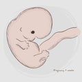 Pregnancy. Fetal growth from fertilization. Royalty Free Stock Photo