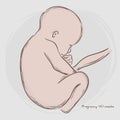Pregnancy. Fetal growth from fertilization. Royalty Free Stock Photo