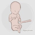 Pregnancy. Fetal growth from fertilization. Royalty Free Stock Photo