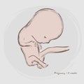 Pregnancy. Fetal growth from fertilization. Royalty Free Stock Photo