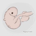 Pregnancy. Fetal growth from fertilization. Royalty Free Stock Photo