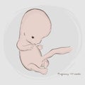 Pregnancy. Fetal growth from fertilization. Royalty Free Stock Photo