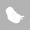 Pregnancy. Fetal growth from fertilization. Embryo development. Human fetus Royalty Free Stock Photo