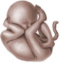 Pregnancy - Fetus