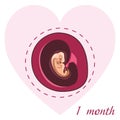 Pregnancy 1 month. A human embryo in the womb. The development of the fetus during pregnancy. Medical vector illustration for Royalty Free Stock Photo