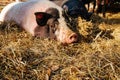 Pregnancy pig outdoor on hay and straw at farm in the village waiting for food. Chinese New Year 2019. Zodiac Pig - yellow earth Royalty Free Stock Photo