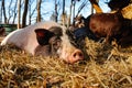 Pregnancy pig outdoor on hay and straw at farm in the village waiting for food. Chinese New Year 2019. Zodiac Pig - yellow earth Royalty Free Stock Photo