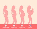 Pregnancy silhouette, stage of pregnancy, trimesters, childbirth. vector illustration