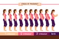 Pregnancy stages flat vector illustration. Pregnant woman and birth newborn trimester infographics