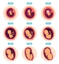 Pregnancy stages. Human growth stages embryo development egg fertility pregnancy stages vector infographic pictures Royalty Free Stock Photo