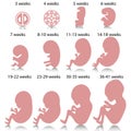 Pregnancy stages